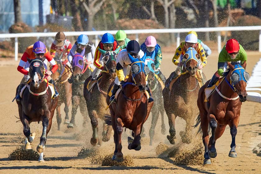 horse racing live streaming